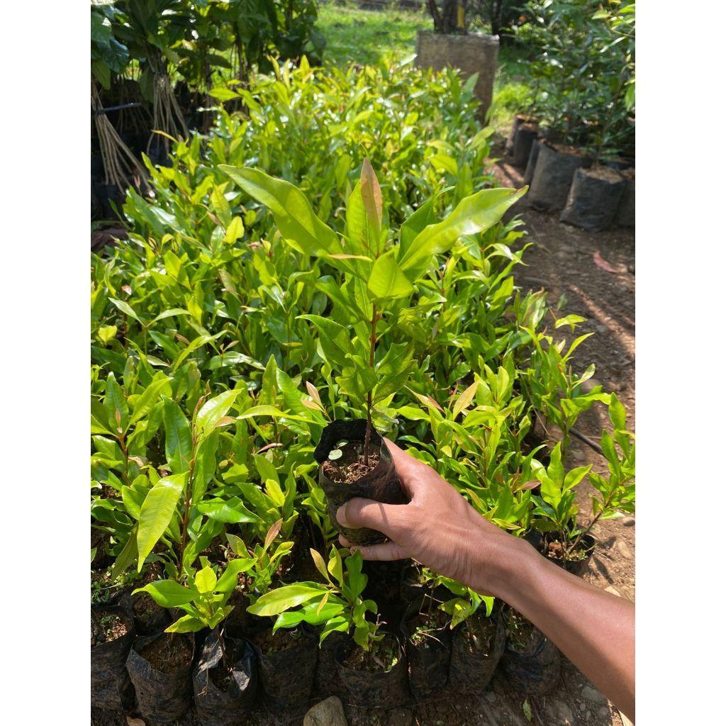 Premium Zanzibar Clove Seedlings – Red Shoot Variety | Various Sizes Available