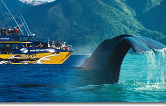 Kaikoura Whale Watching & (Optional Winery Tour)