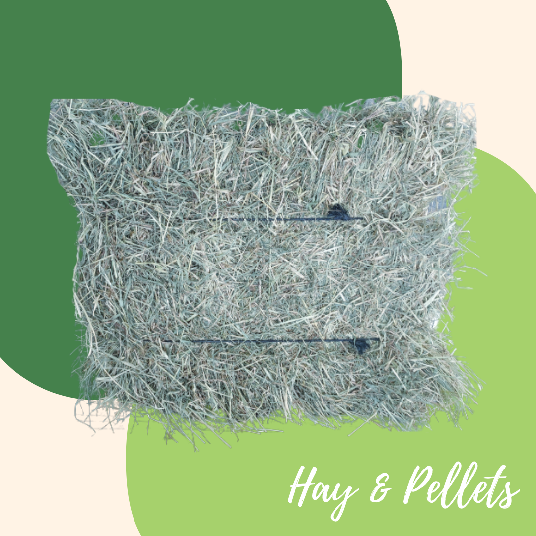 Star Grass Hay Wholebale