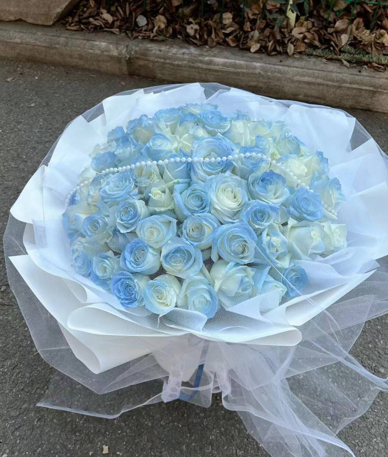 Ocean Dream 海洋梦