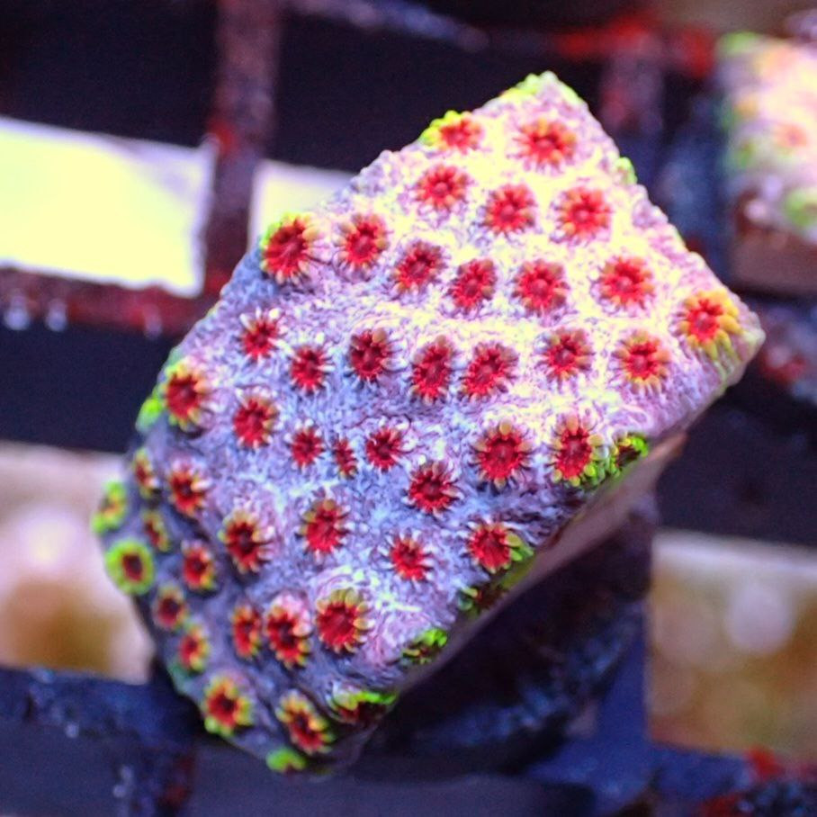 Skittles Bomb Cyphastrea (Encrusting)