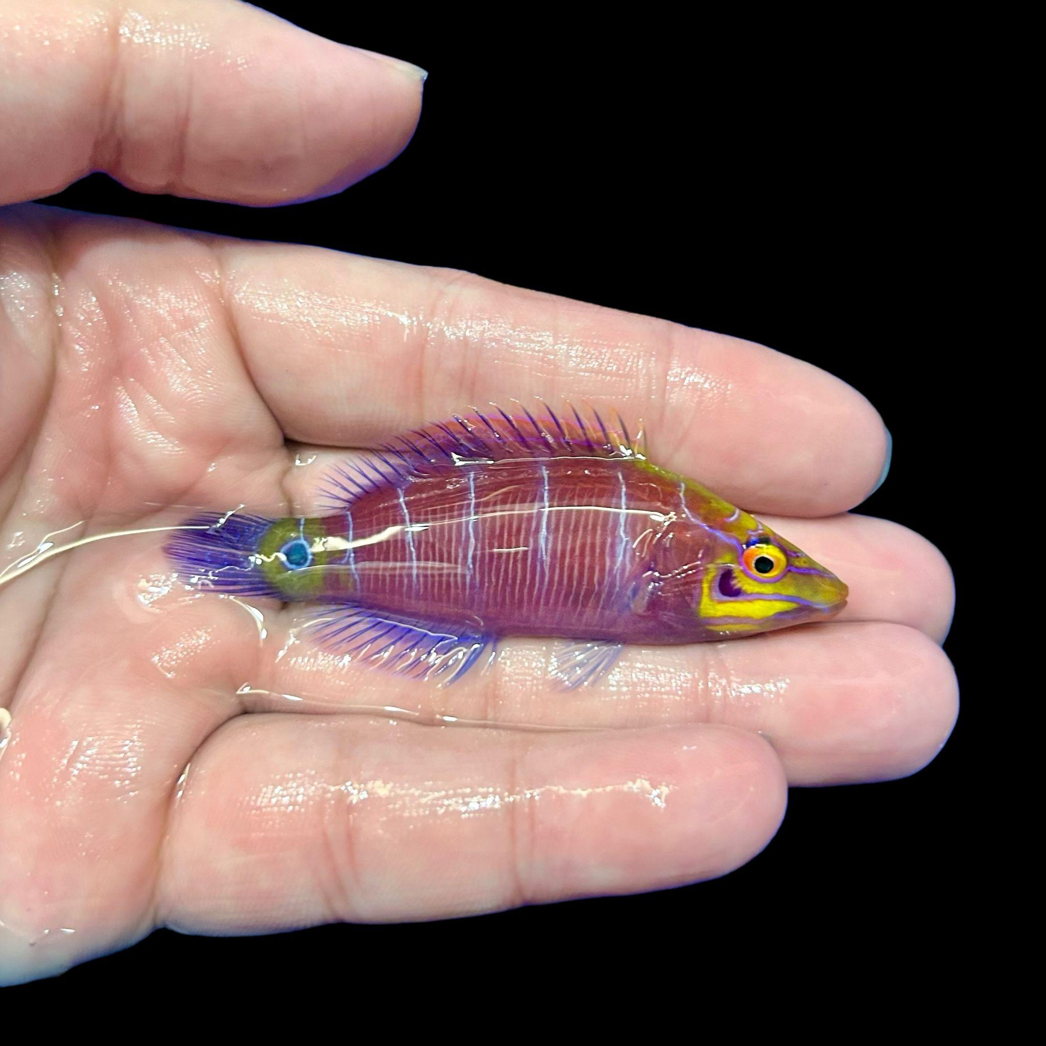 Hawaiian Mystery Wrasse