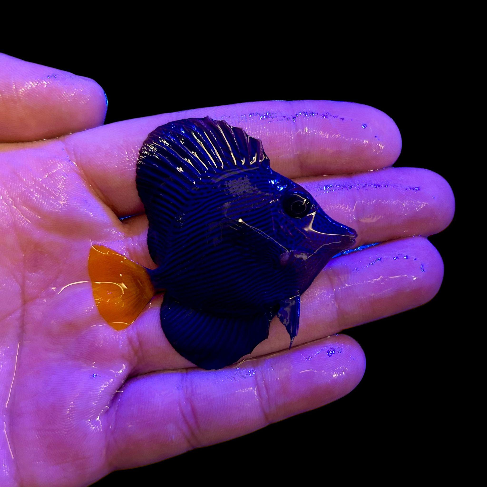 Purple Tang