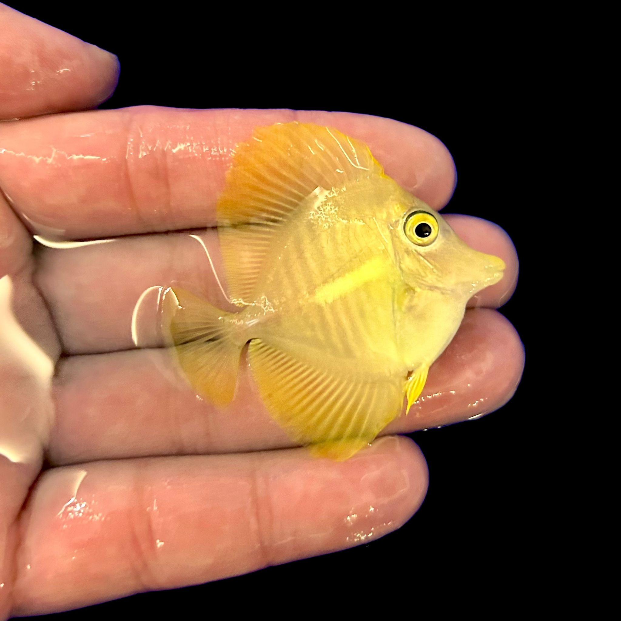 Yellow Tang (Captive-Bred from Biota)