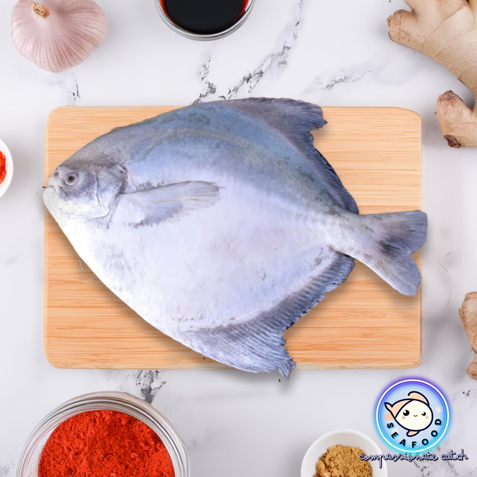 Wild A1 chinese pomfret (野生A1斗鲳)