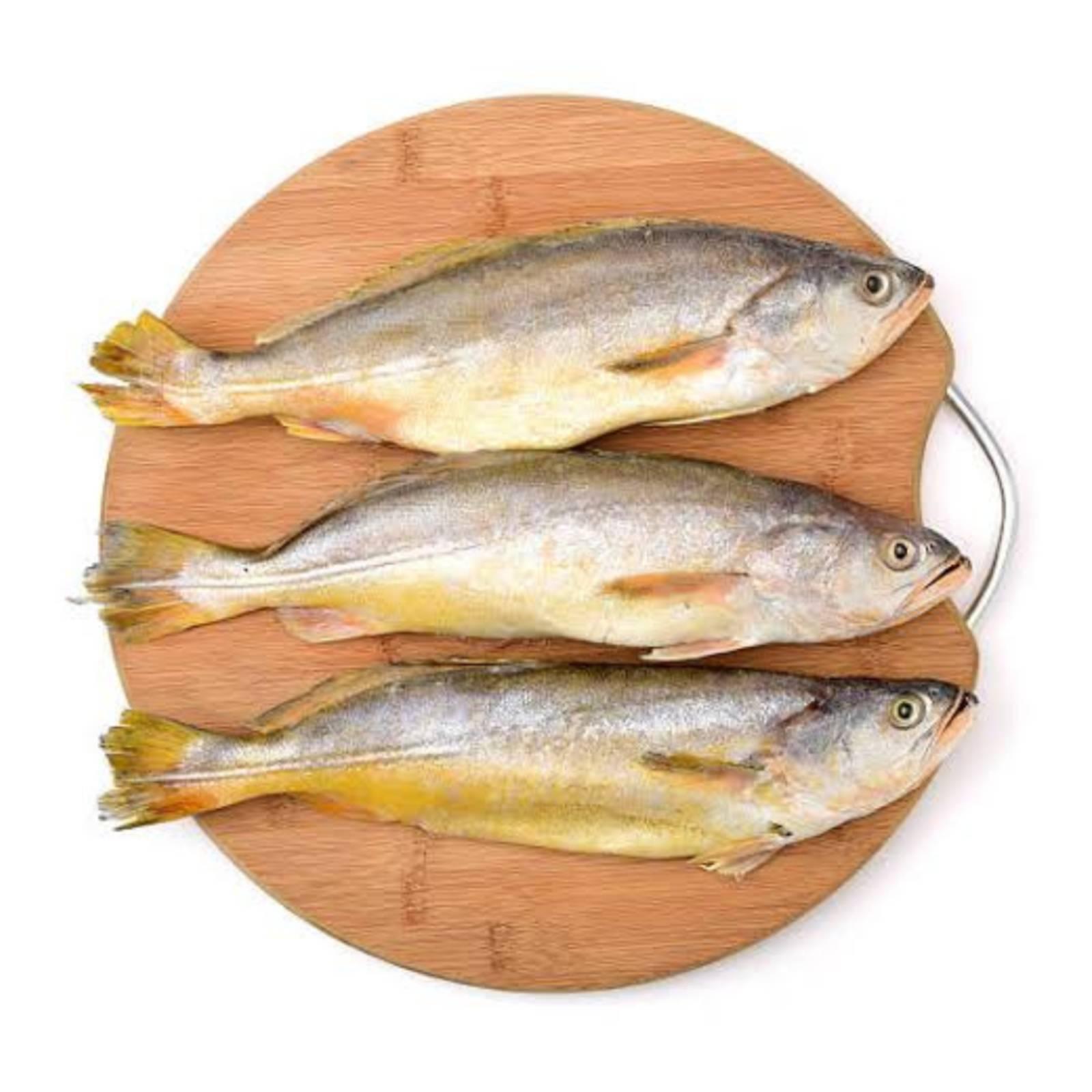 Wild japanese seabass / yellow croaker / yellow corvina / (野生黄花鱼)