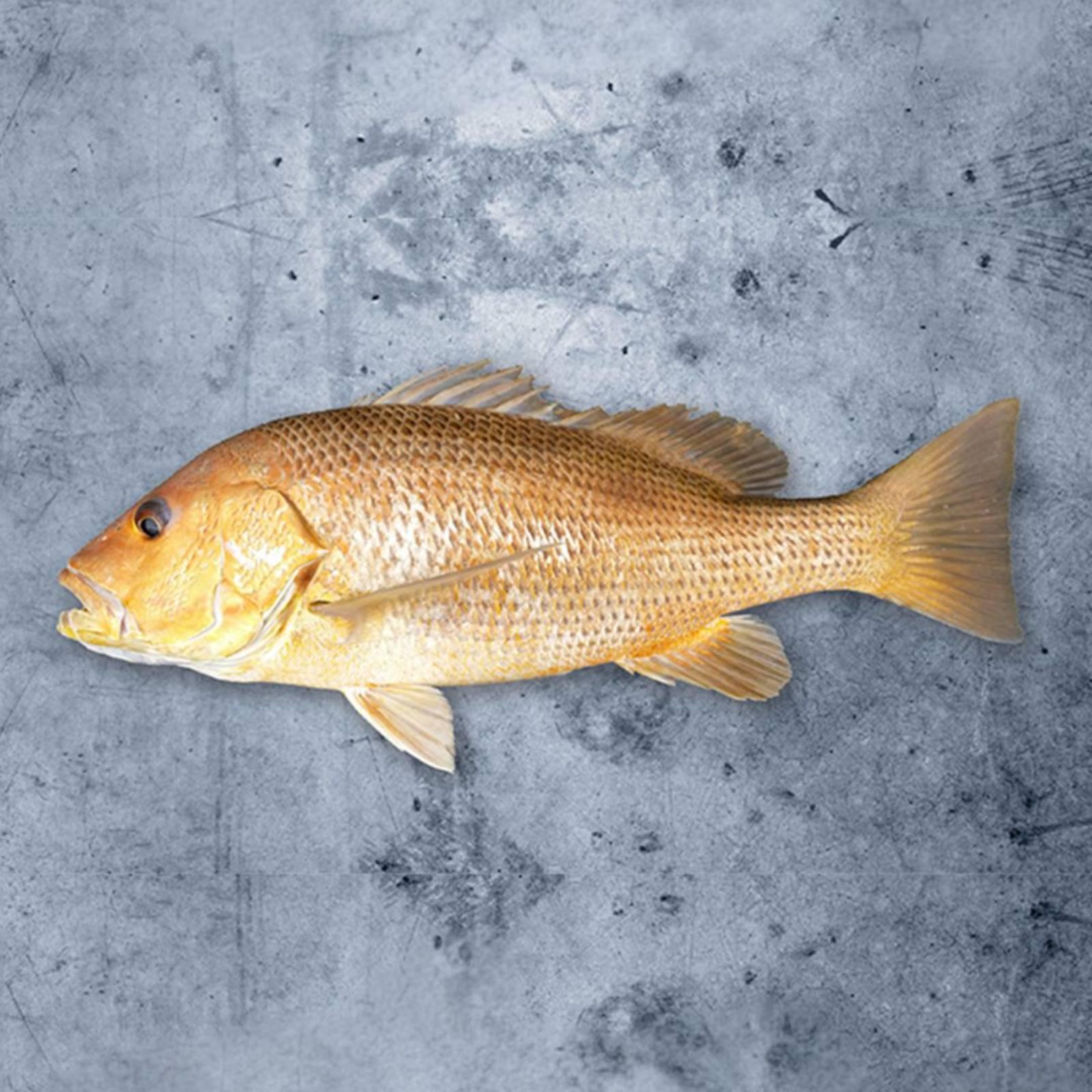 Wild golden snapper (野生红皂鱼 / Ang Zhor)