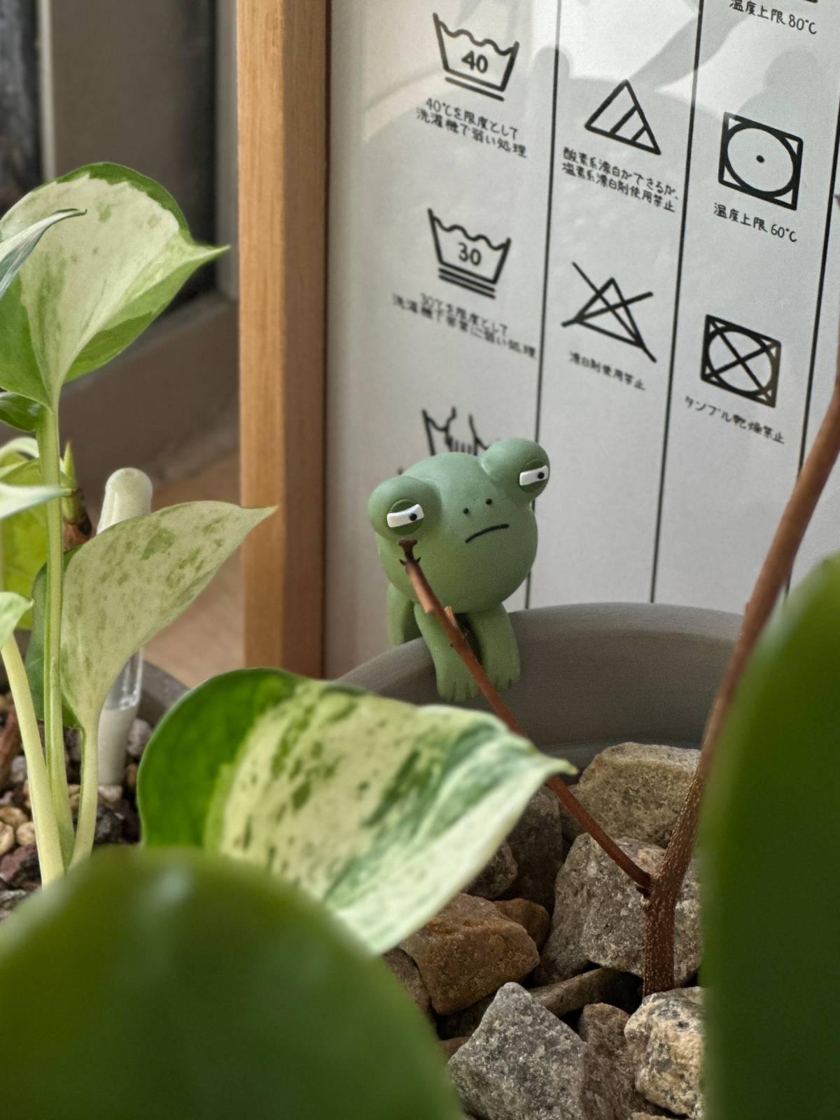 Side-Eye Froggo