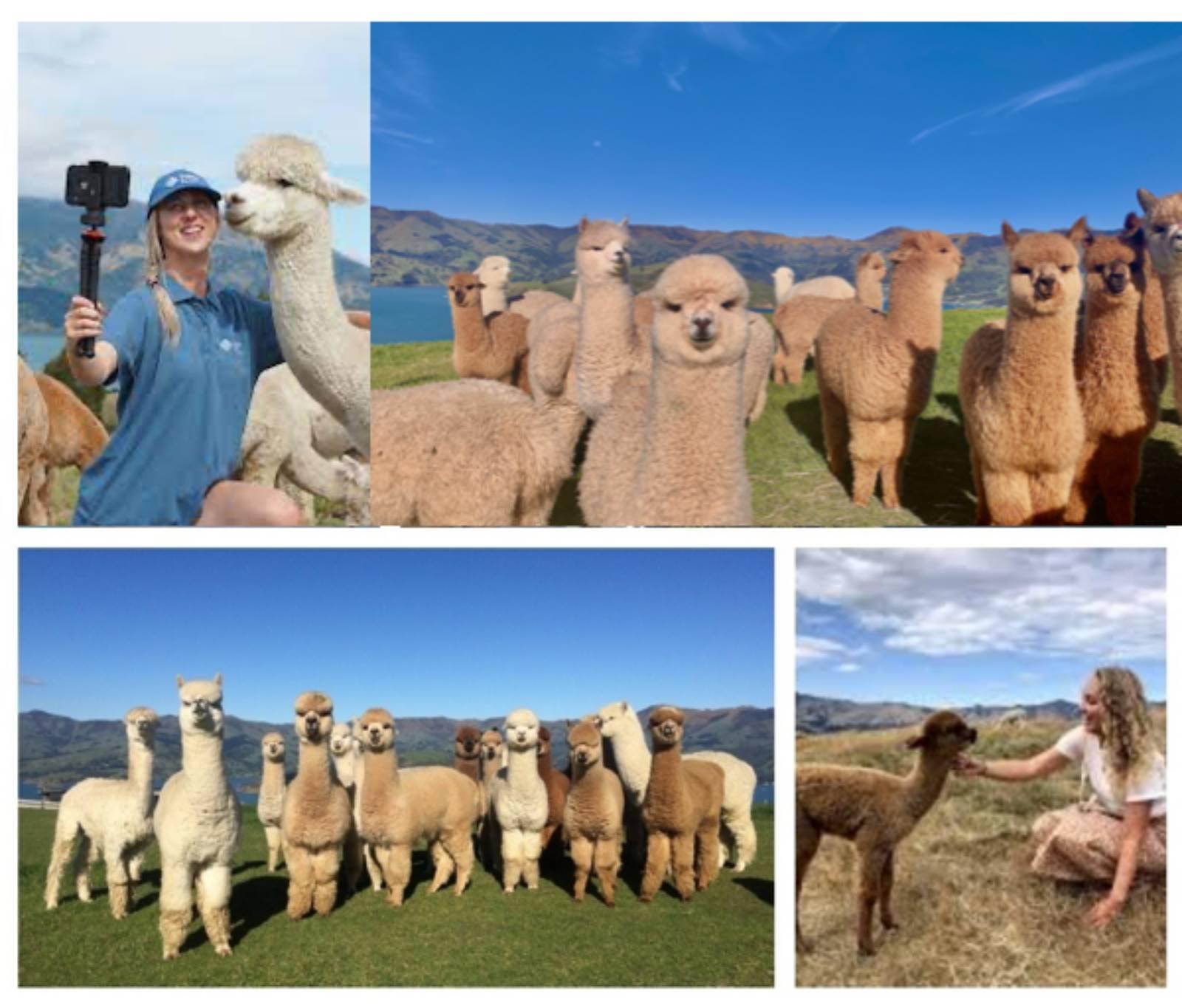 Alpacas Farm Tour