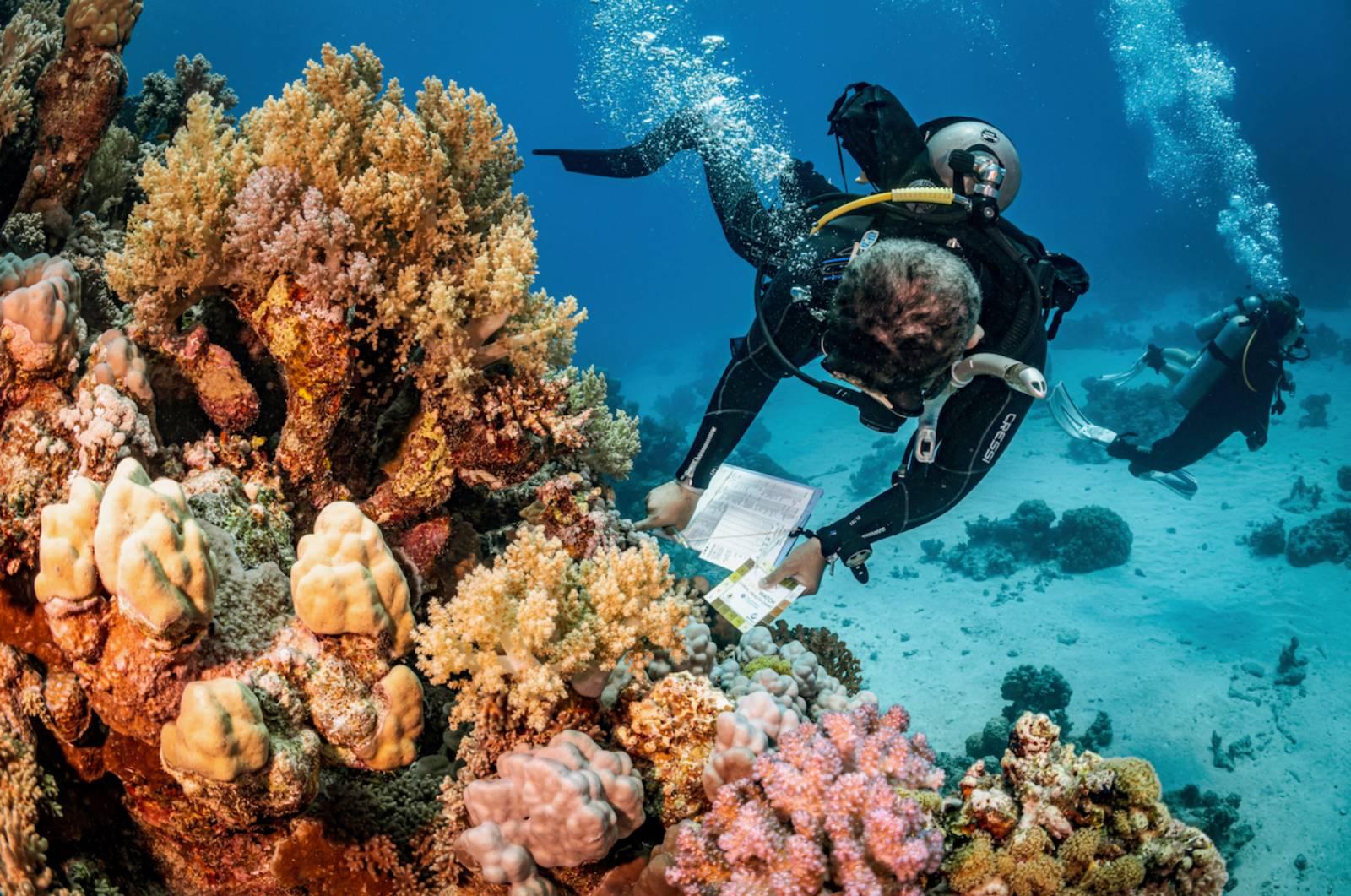 PADI® Coral Reef Conservation Specialty