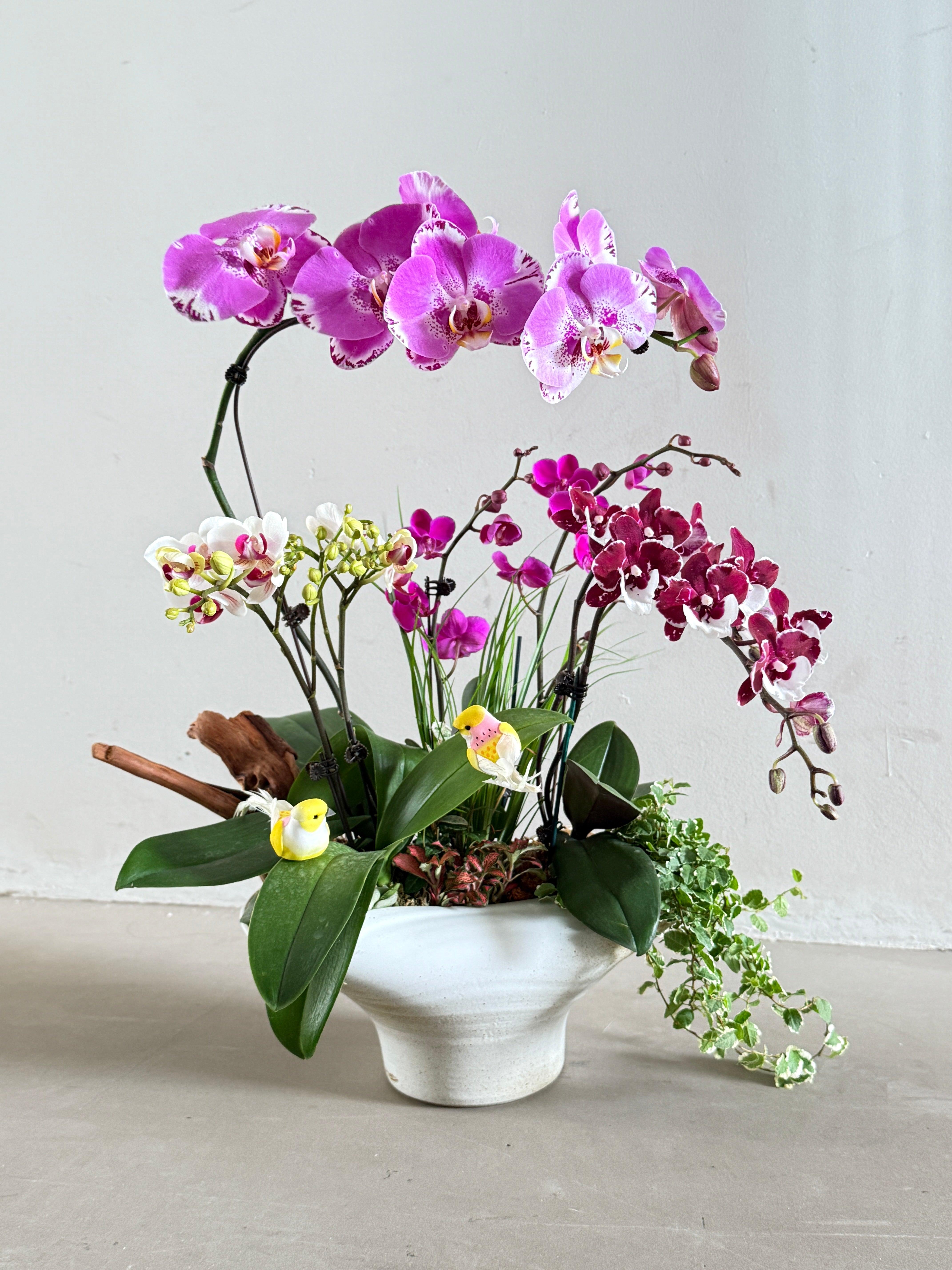 Orchids Symphony Pot