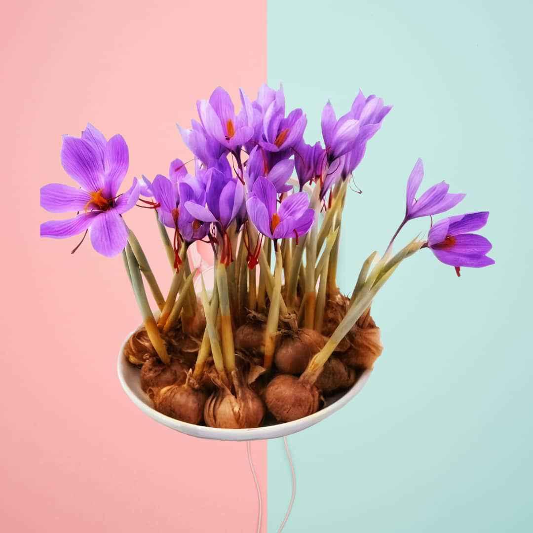 SAFFRON IRAN GRED 5A HIGH QUALITY (10 UMBI)