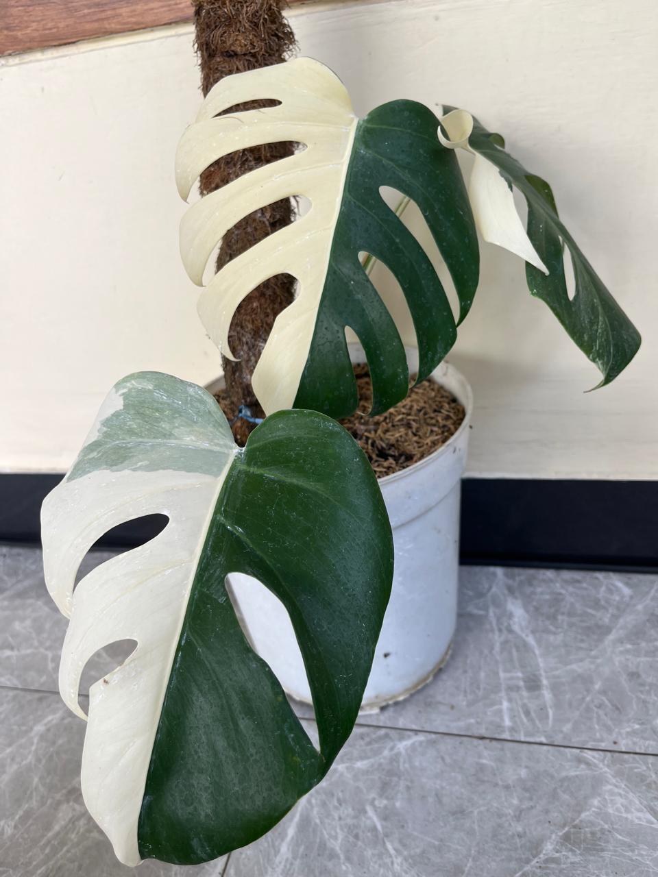 Monstera albo halfmoon Reserved 3006-01