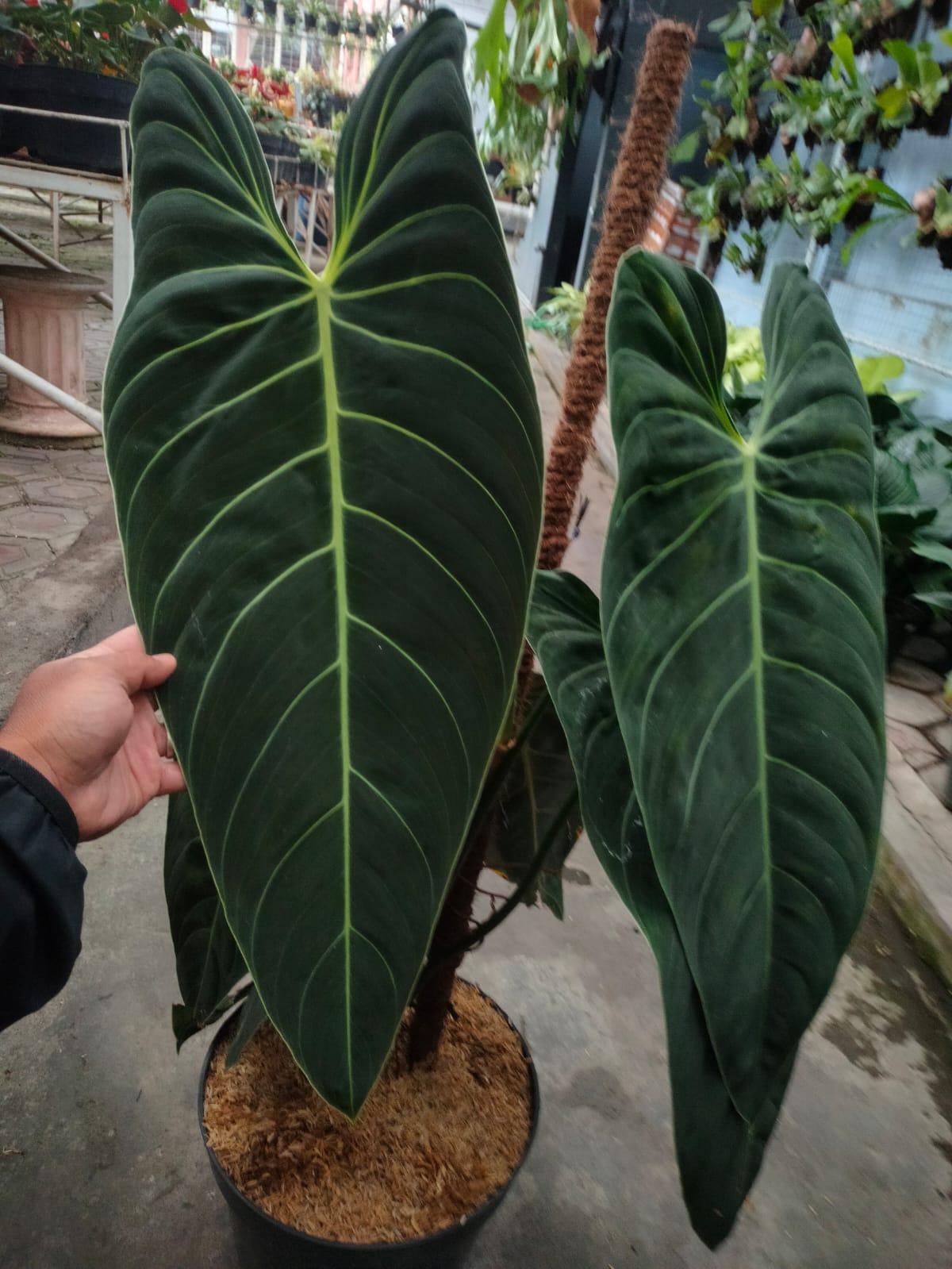 3 plant Philodendron melanocrysum Reserved 2906-01