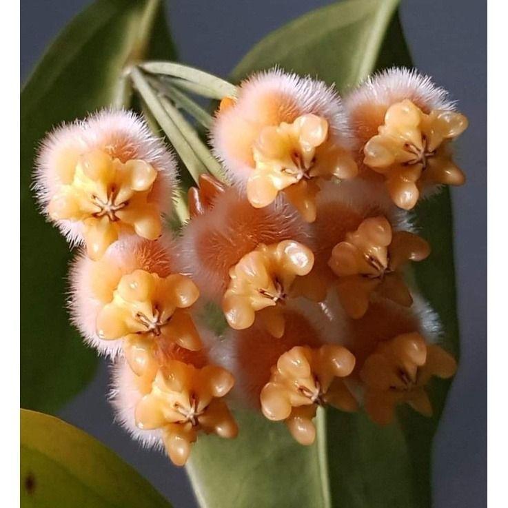 Hoya Lansiantha