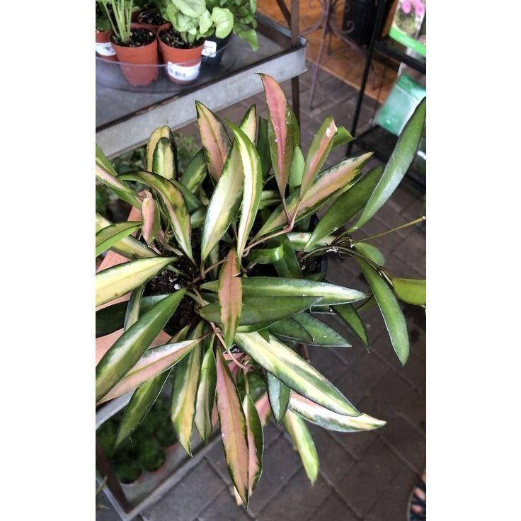 Hoya wayetii