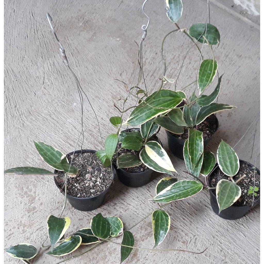 Hoya Macrophylla