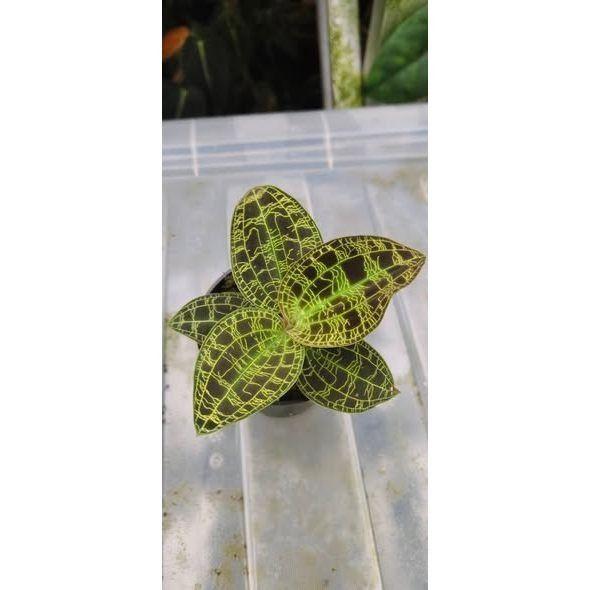 Cyatorchis sp papua (red type)