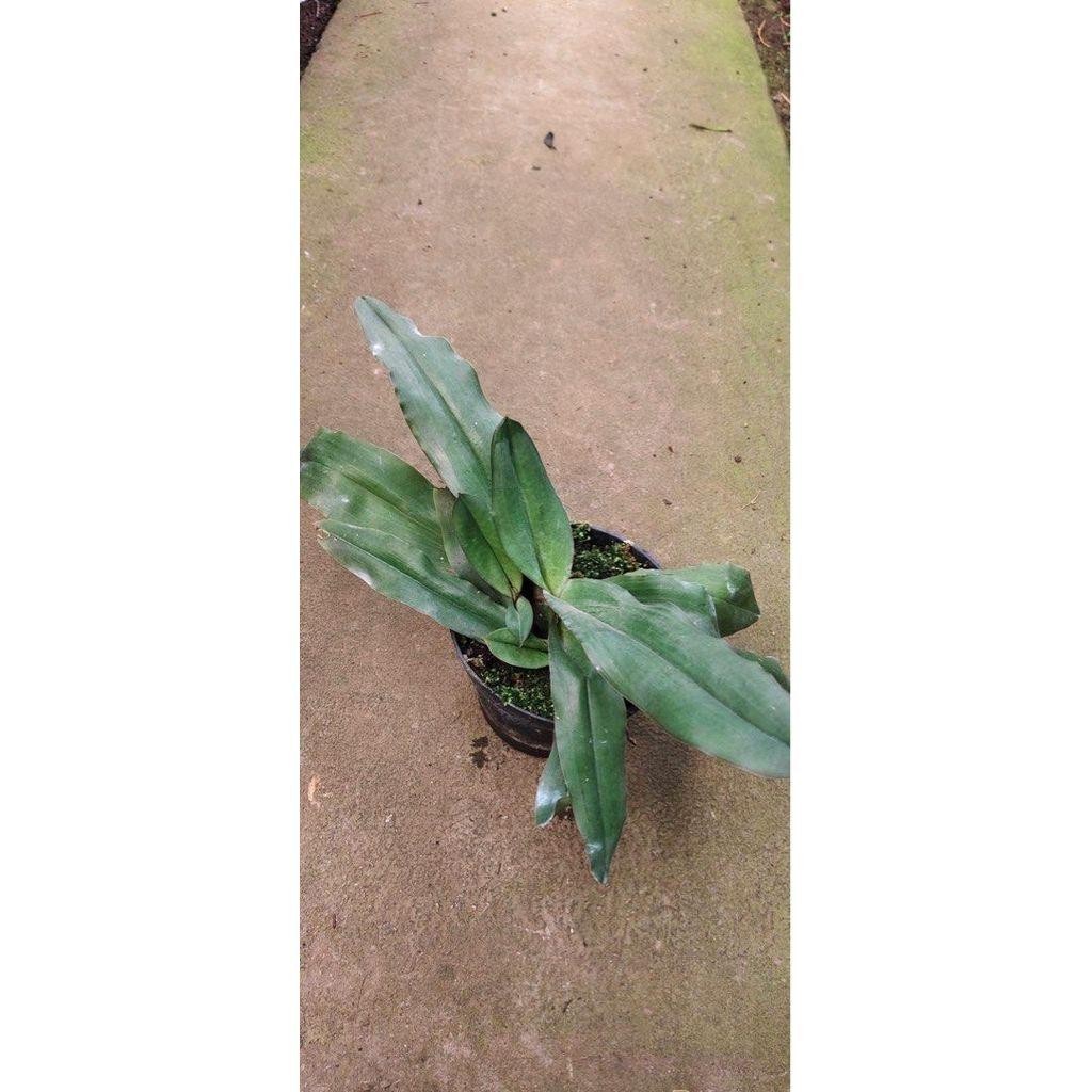 Paphiopedilum moquetianum