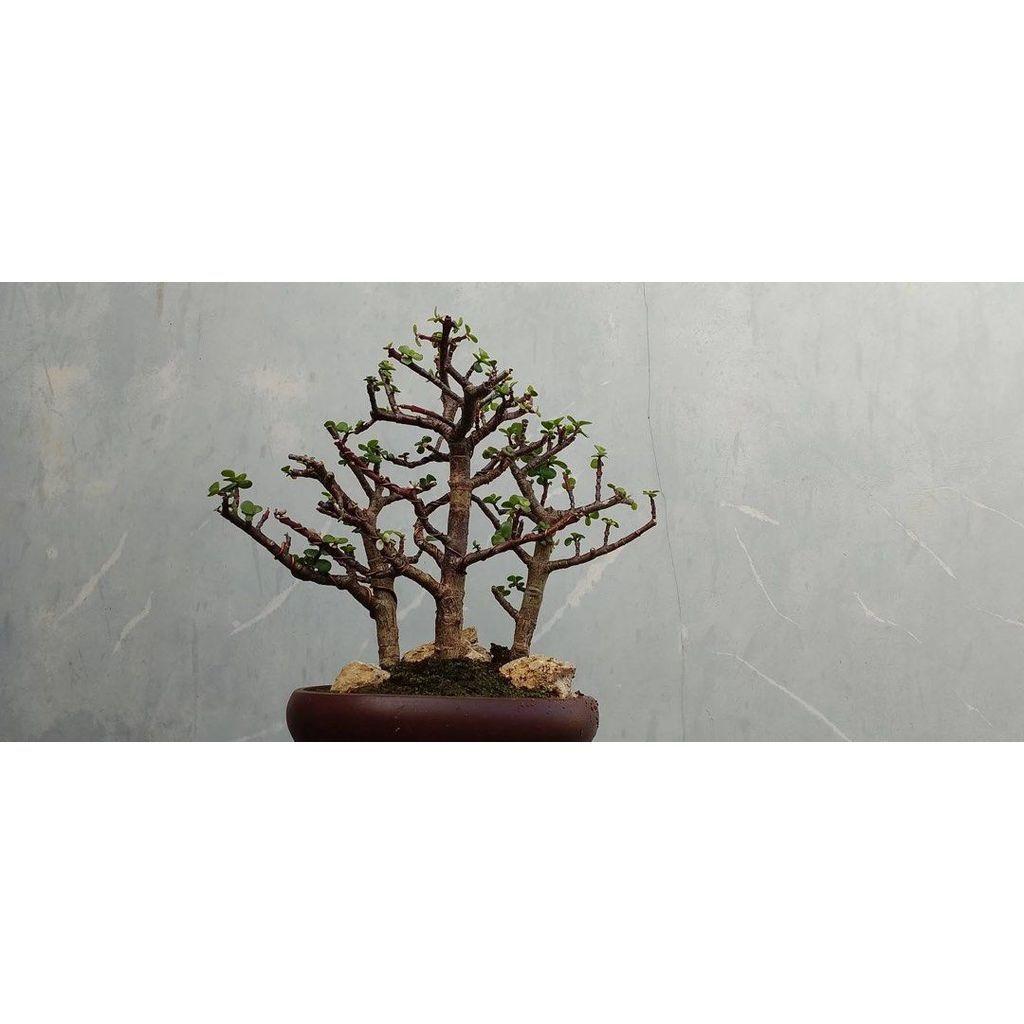 Grouping Jade Plant
