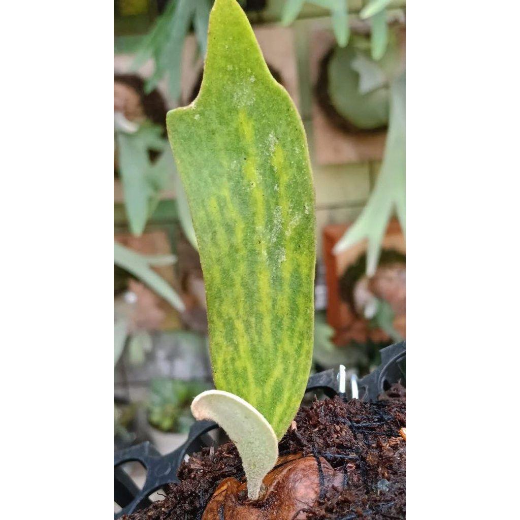Playcerium wilingkii variegata