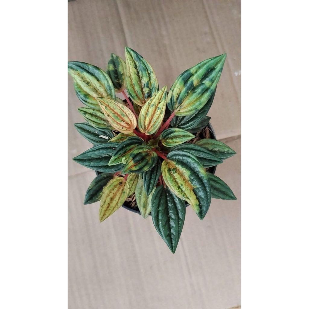 Peperomia roso variegated