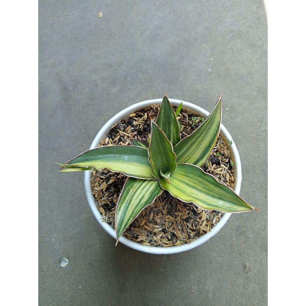 Sansevieria DGC