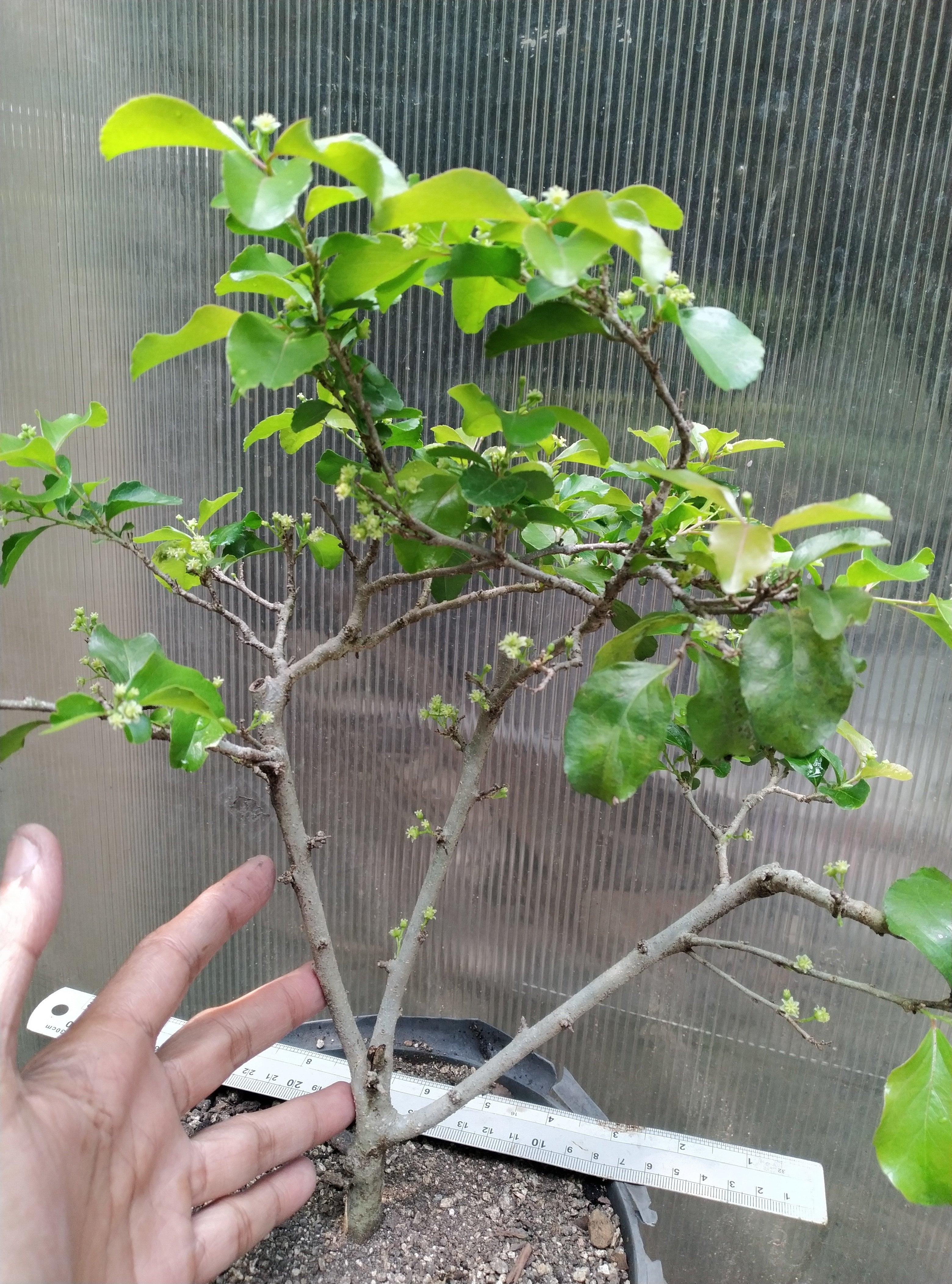 Japanese Cherry