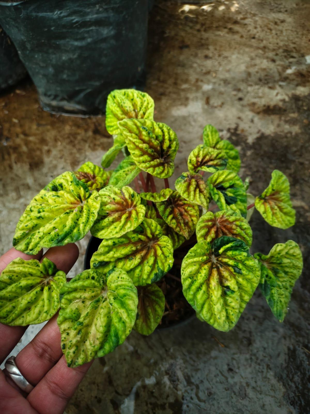 Philodendron, Peperomia Reserved