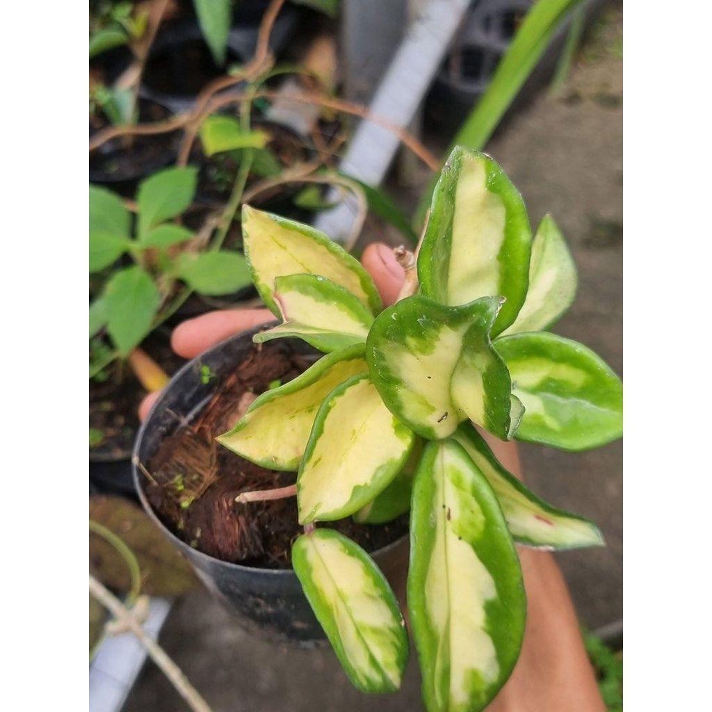 Hoya carnosa krimson variegata by Agung