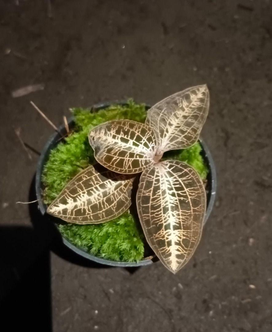 Rare Macodes Limii by GusBenk