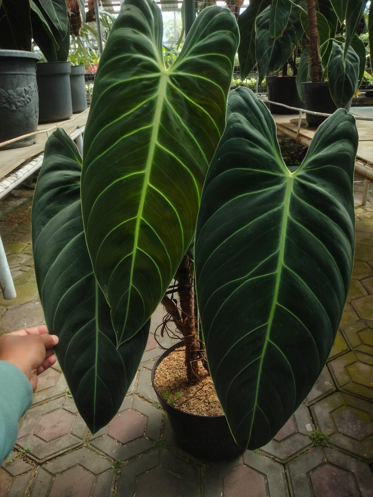 Philodendron melanocrysum Reserved-1006-02