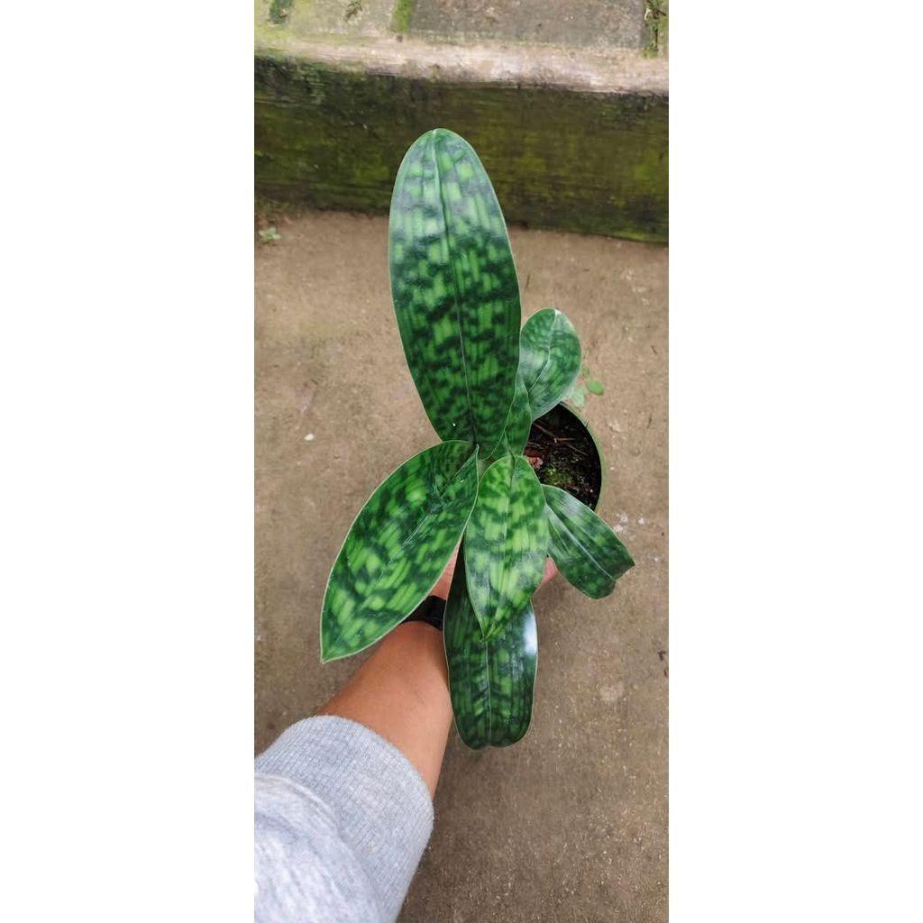 Paphiopedilum superbiens by ZamZam Plant