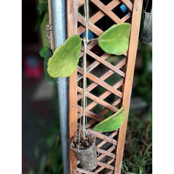 Hoya Excava