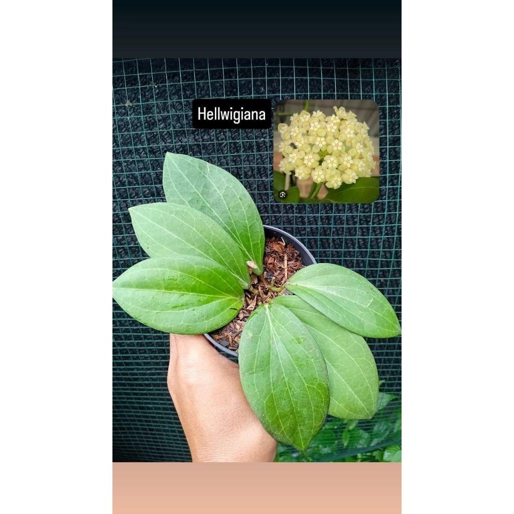 Hoya Hellwigiana