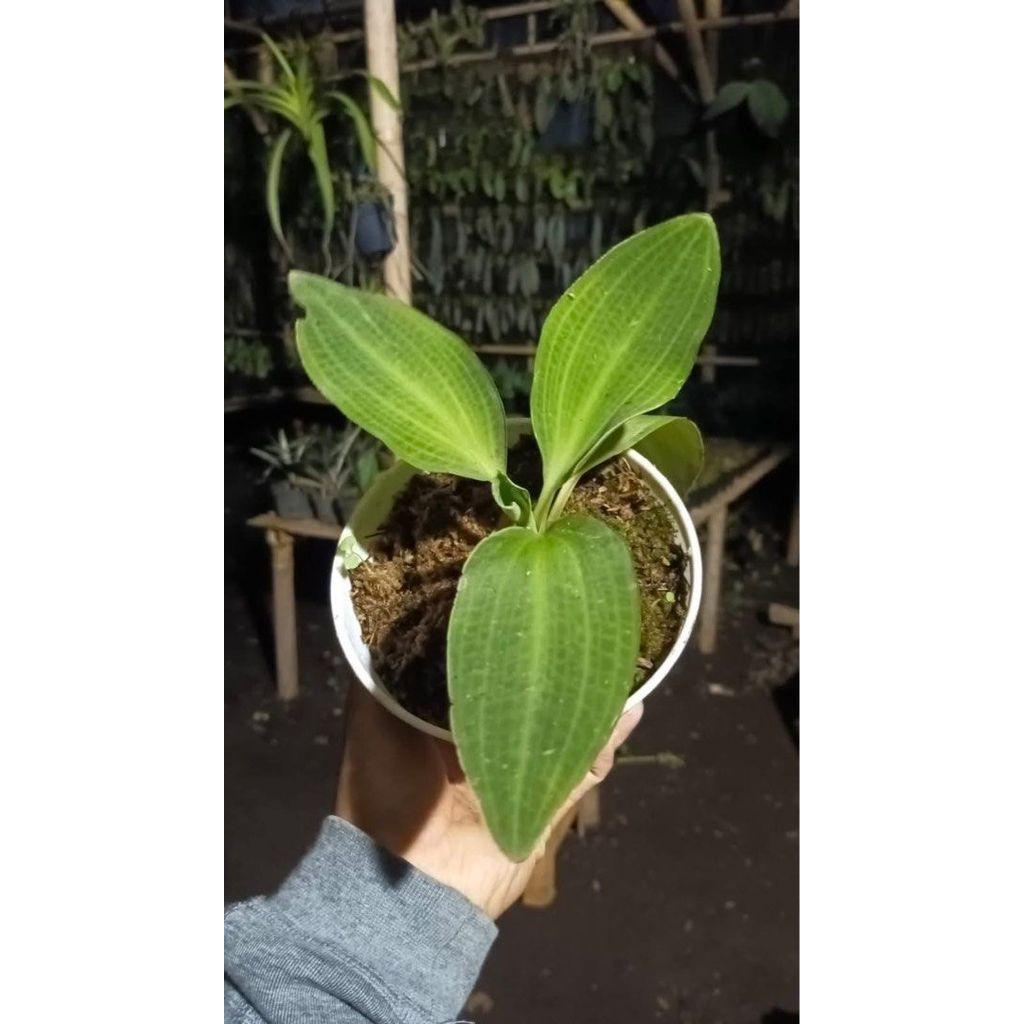 Ludisia discolor "Jewel Orchid" (papua) by Andika