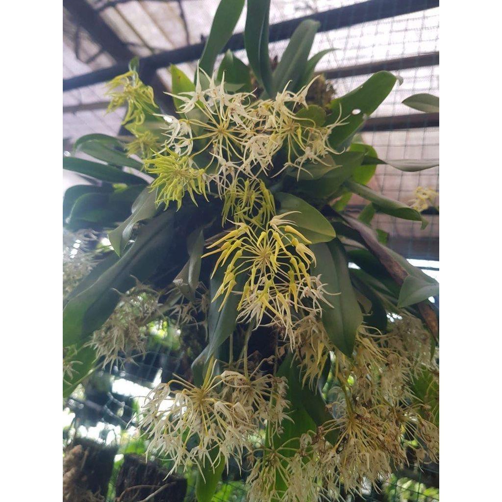 Bulbophyllum laxiflorum (Large Clump) by Andika