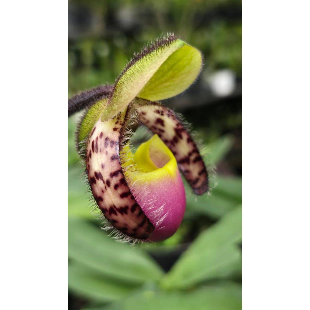 Paph bengkuluenses one pot by Anita