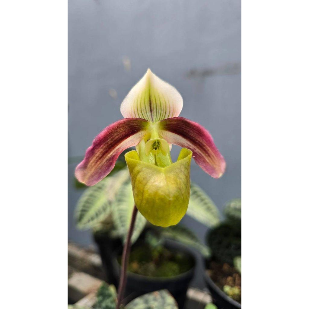 Rare Paphiopedilum Violascens in Pot 4 Plants by Anita