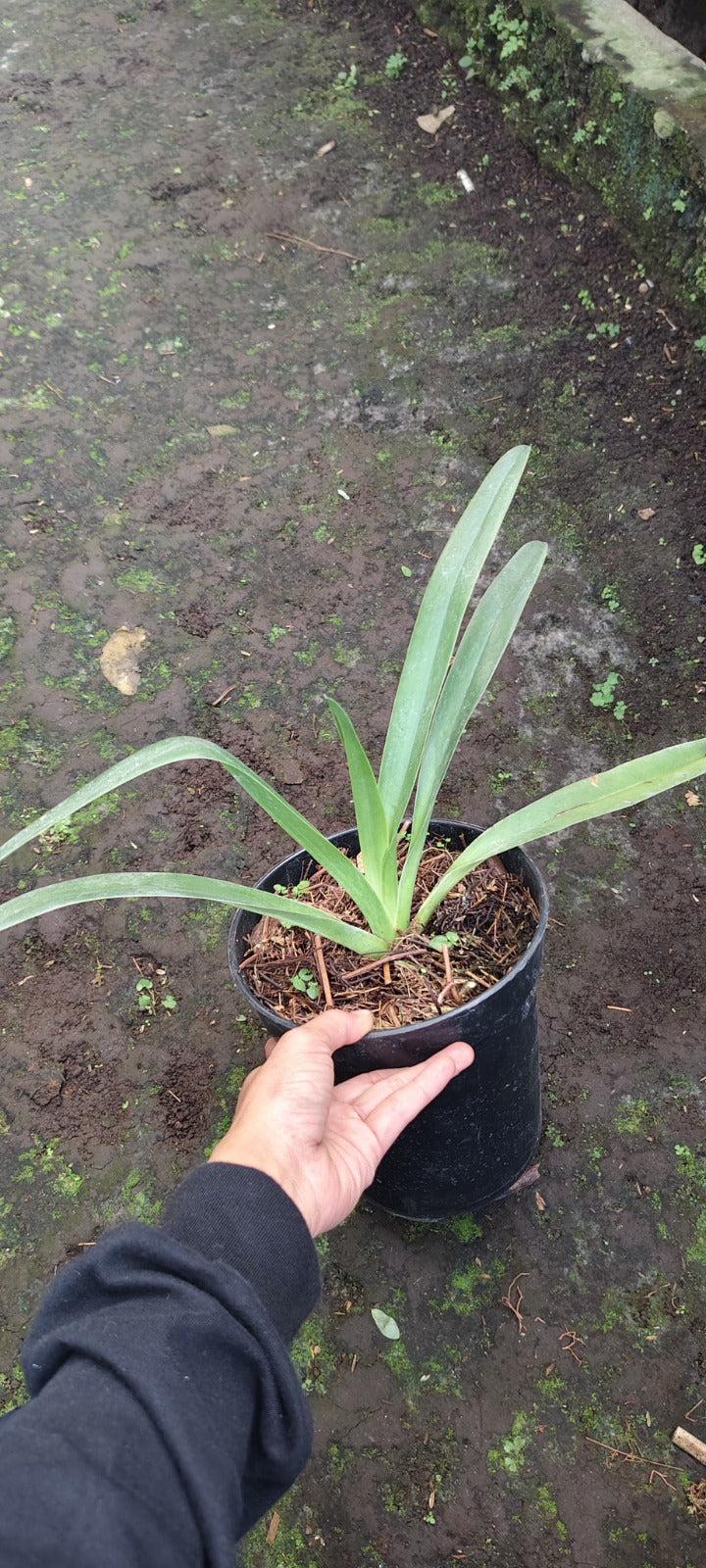 Paphiopedilum intaniae by Zamzam