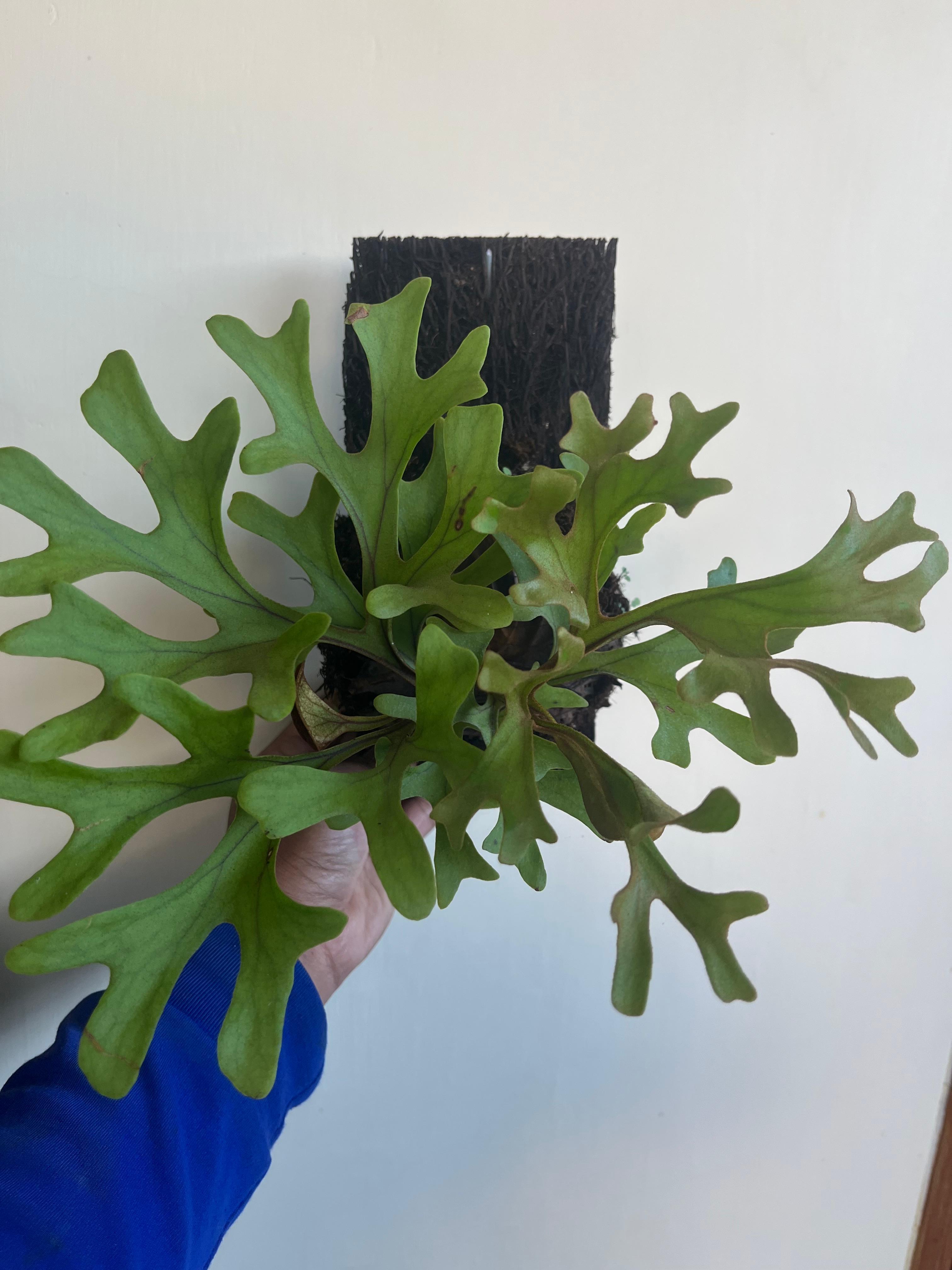 Platycerium Ridleyi - Reserved - 0506-01