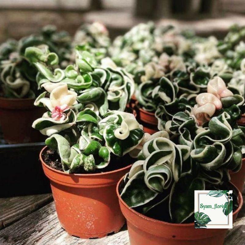 Hoya compacta variegata