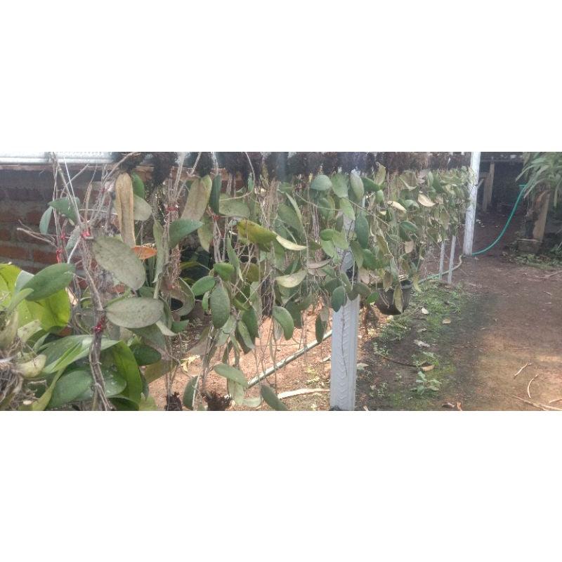 Hoya caudata