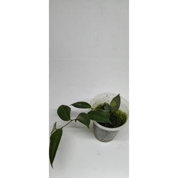 Hoya patella