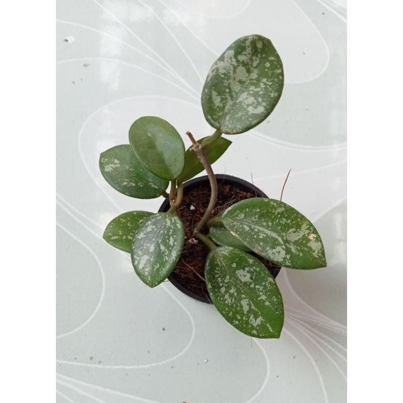 Hoya Mathilde splash