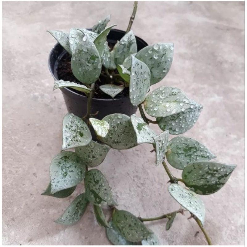 Hoya krohniana Eskimo