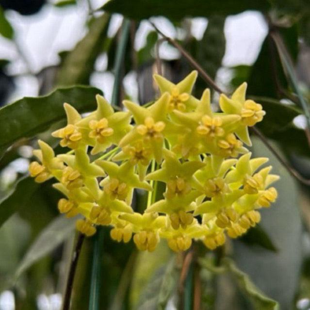 Hoya hypolasia