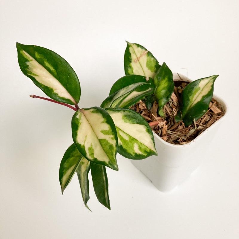 Hoya carnosa Krimson Princess