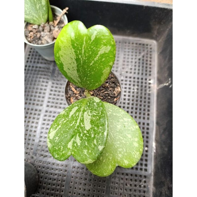 Hoya kerrii splash