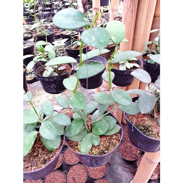 Hoya obovata